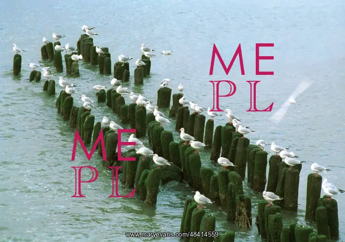 : Baltic seagulls, 1990 : Baltic seagulls, 1990