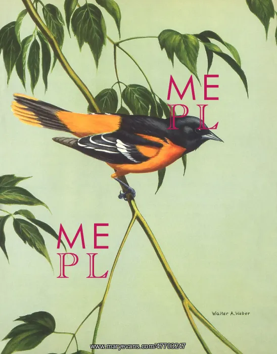  : Baltimore Oriole