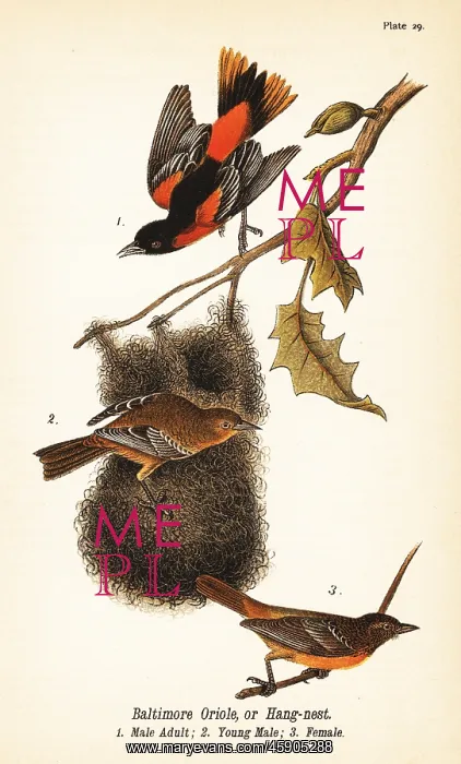 : Baltimore oriole or hang-nest, Icterus galbula : Baltimore oriole or hang-nest, Icterus galbula