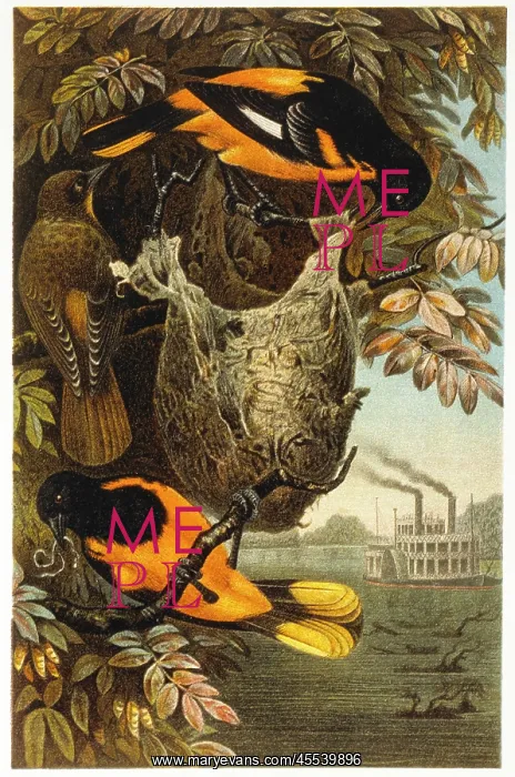  : Baltimore Orioles - Birds - Animals