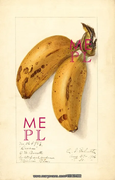 : banana - fruit - food - nature : banana - fruit - food - nature