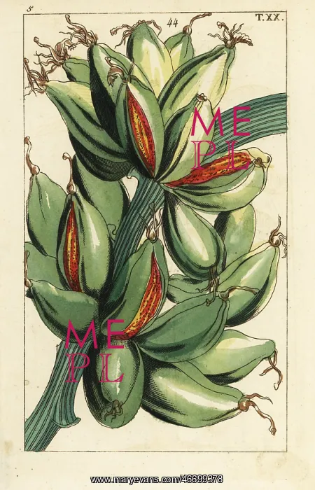 : Banana fruit growing upright on the branch, Musa sapientum : Banana fruit growing upright on the branch, Musa sapientum