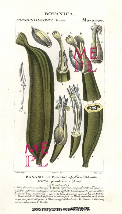 : Banana fruit, segment Musa acuminata : Banana fruit, segment Musa acuminata