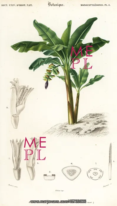 : Banana, Musa acuminata : Banana, Musa acuminata