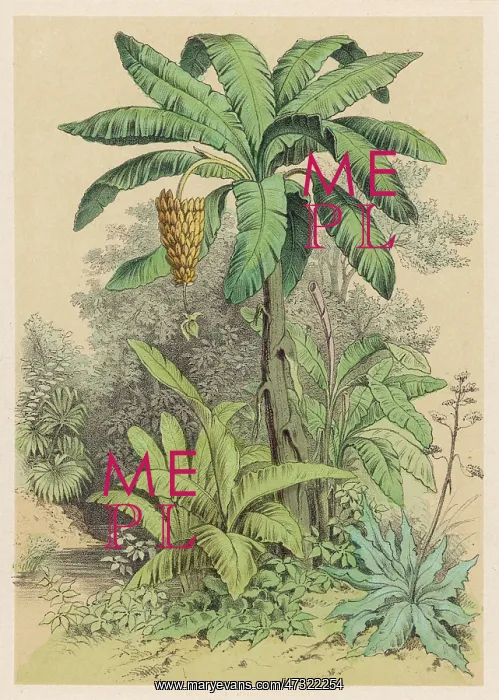  : Banana Tree - 1880