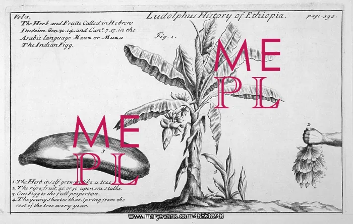 : BANANA TREE / 18TH CENTURY : BANANA TREE / 18TH CENTURY