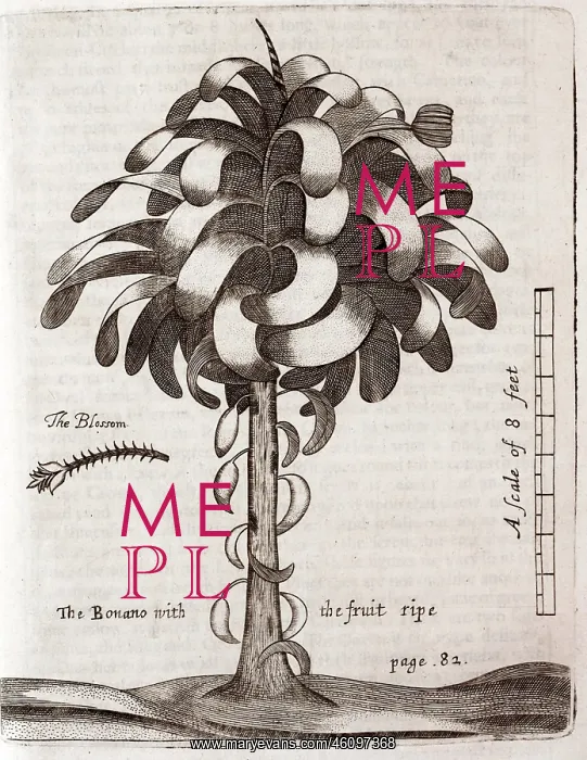 : Banana tree : Banana tree