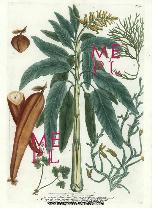 : Banana tree and fruit, muskroot and moss : Banana tree and fruit, muskroot and moss