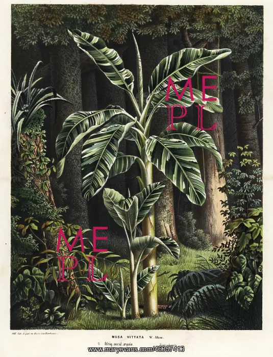 : Banana tree, Musa paradisiaca : Banana tree, Musa paradisiaca