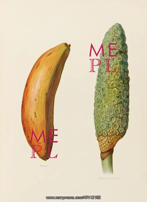 : BANANAS. Banana Monstera Deliciosa, aka Fruit Salad Plant : BANANAS. Banana Monstera Deliciosa, aka Fruit Salad Plant