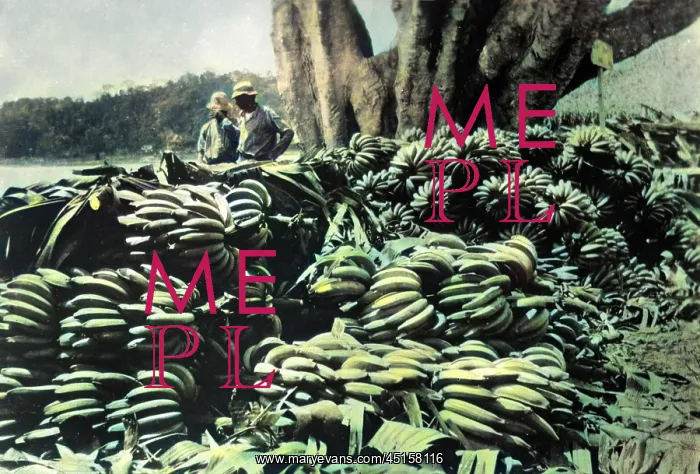 : BANANAS FOR EXPORT : BANANAS FOR EXPORT