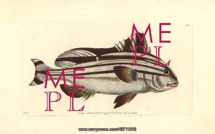 : Banded anthias, Anthias diagrama : Banded anthias, Anthias diagrama