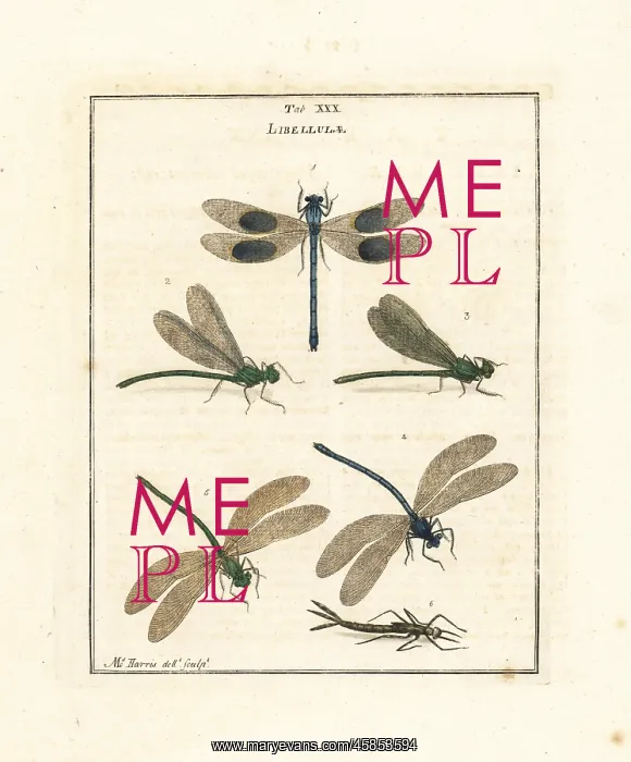 : Banded and beautiful demoiselles : Banded and beautiful demoiselles