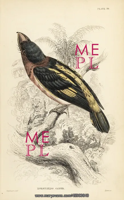 : Banded broadbill, Eurylaimus javanicus : Banded broadbill, Eurylaimus javanicus