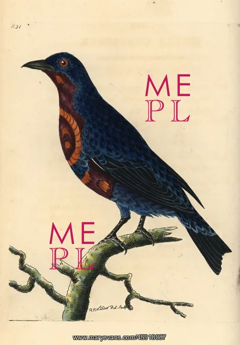 : Banded cotinga, Cotinga maculata : Banded cotinga, Cotinga maculata