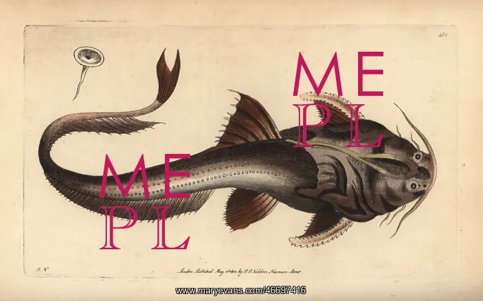 : Banded or eel-tail banjo catfish, Platystacus cotylephorus : Banded or eel-tail banjo catfish, Platystacus cotylephorus