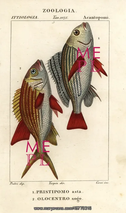 : Banded grunt and squirrelfish : Banded grunt and squirrelfish