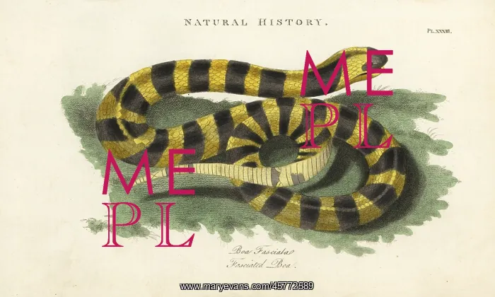 : Banded krait, Bungarus fasciatus : Banded krait, Bungarus fasciatus