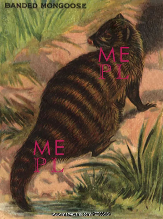  : Banded Mongoose