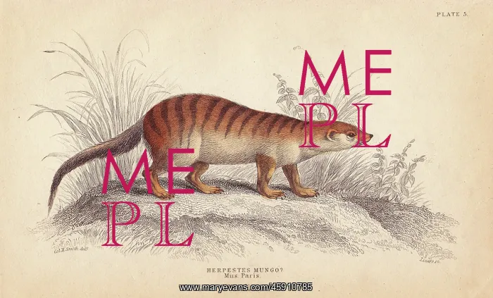: Banded mongoose, Mungos mungo : Banded mongoose, Mungos mungo