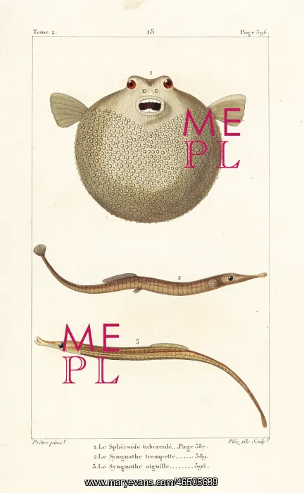 : Bandtail puffer, Sargassum pipefish and greater pipefish : Bandtail puffer, Sargassum pipefish and greater pipefish