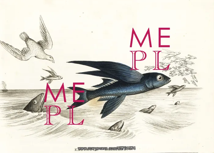 : Bandwing flyingfish, Cheilopogon exsiliens : Bandwing flyingfish, Cheilopogon exsiliens