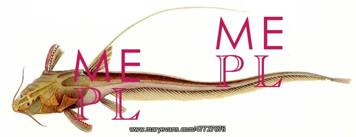  : Banjo Catfish, Aspredo filamentosus