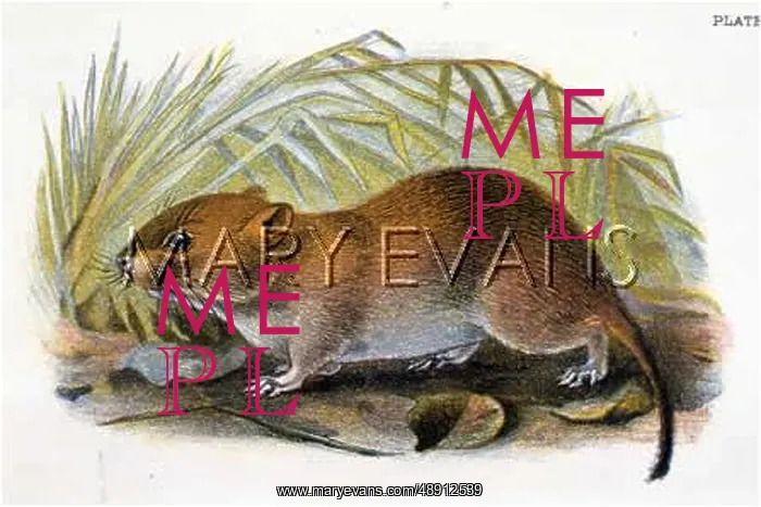  : BANK VOLE 19C