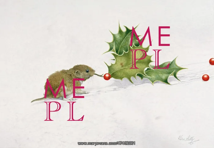 : Bank Vole with Holly ' in snow : Bank Vole with Holly ' in snow