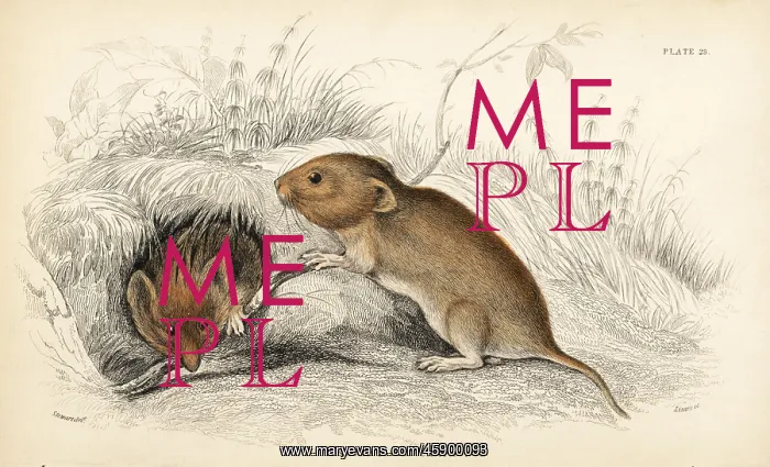 : Bank vole, Myodes glareolus : Bank vole, Myodes glareolus