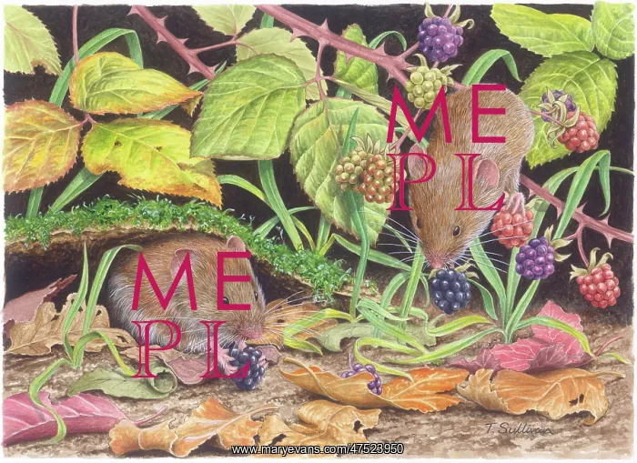  : Bank Voles and Brambles
