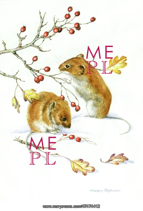 : Two Bank Voles with Hawthorn in Snow : Two Bank Voles with Hawthorn in Snow