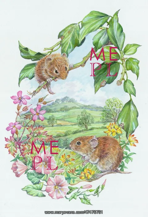  : Two Bank Voles with herb robert, bindweed etc