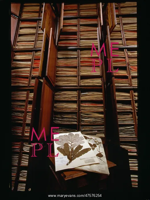 : Banksia dentata and herbarium specimens : Banksia dentata and herbarium specimens