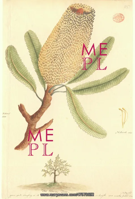 : Banksia serrata : Banksia serrata