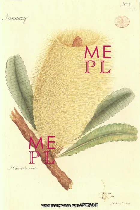 : Banksia sp : Banksia sp