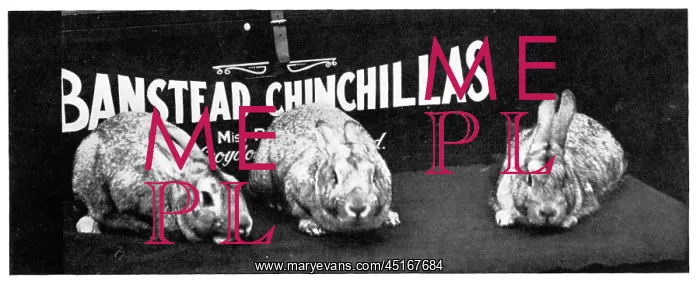 : Banstead Chinchillas Advertisement : Banstead Chinchillas Advertisement