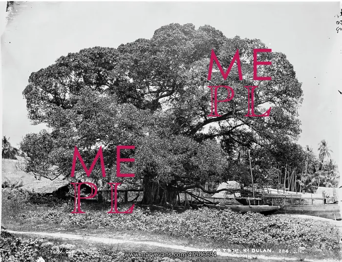 : Banyan tree, Ki Dulan, Indonesia : Banyan tree, Ki Dulan, Indonesia