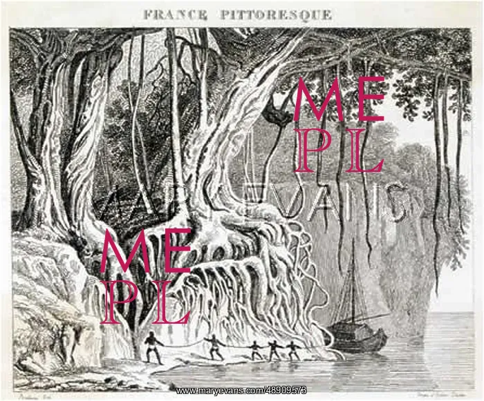 : BANYAN TREE ON SHORE : BANYAN TREE ON SHORE