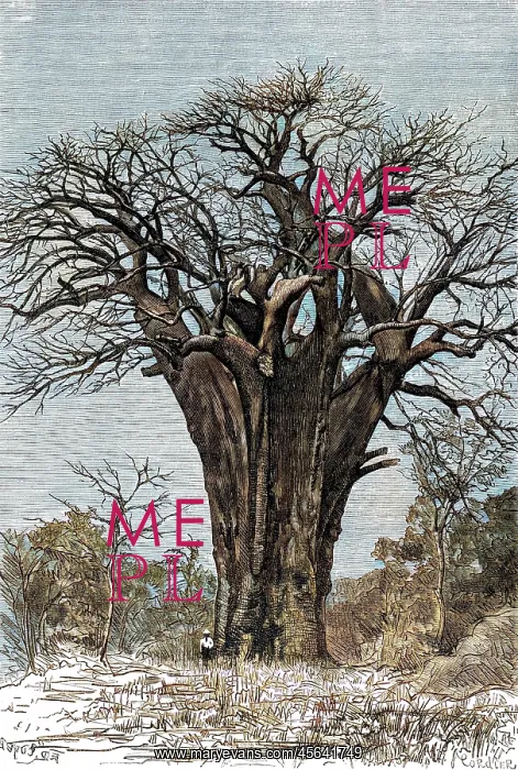  : Baobab tree
