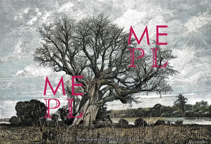  : Baobab tree