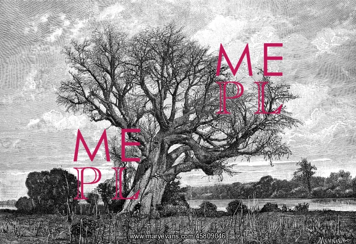  : Baobab tree