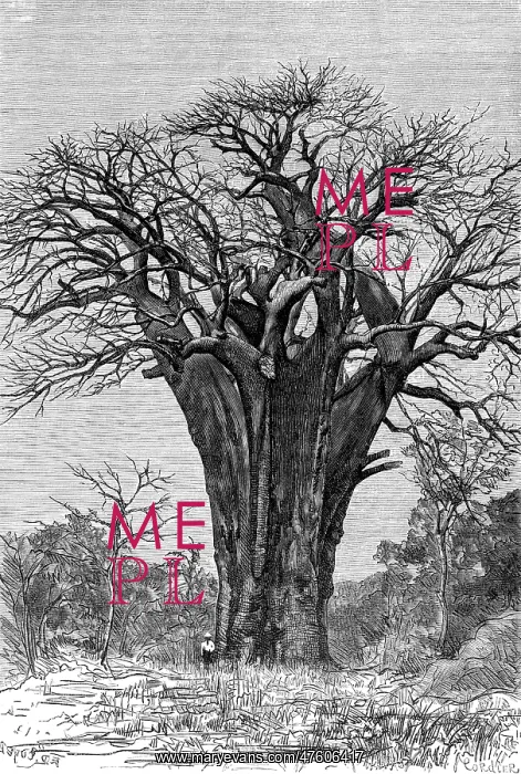  : Baobab tree