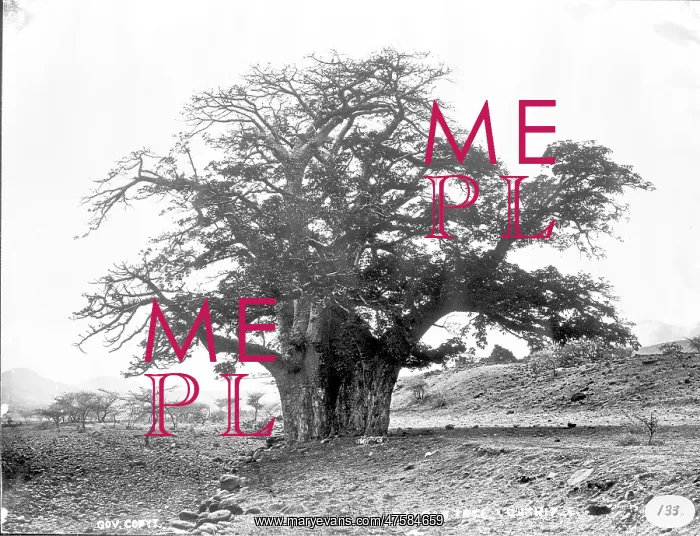 : Baobab tree, Cape Verde Islands (1873) : Baobab tree, Cape Verde Islands (1873)