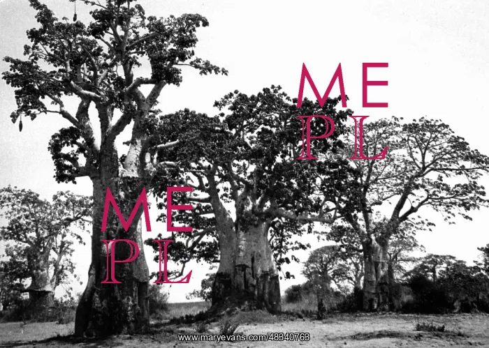  : Baobab trees in Luanda, 1935