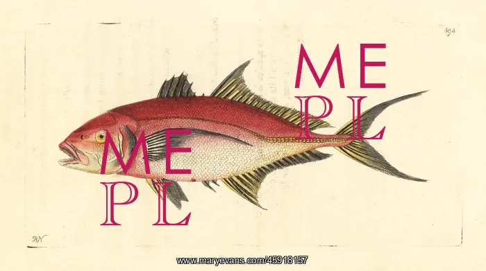 : Bar jack fish, Caranx ruber : Bar jack fish, Caranx ruber