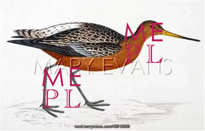  : BAR-TAILED GODWIT