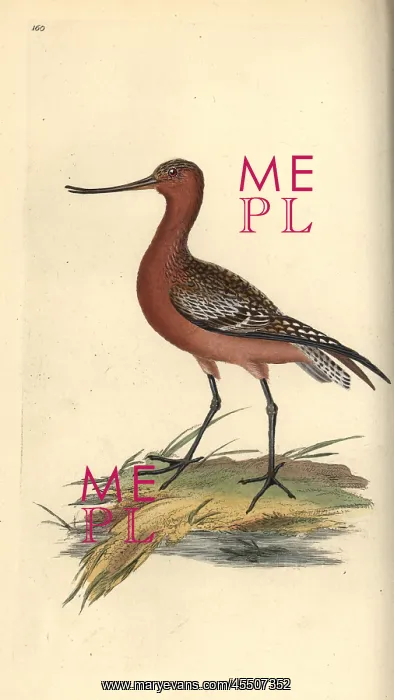 : Bar-tailed godwit, Limosa lapponica : Bar-tailed godwit, Limosa lapponica