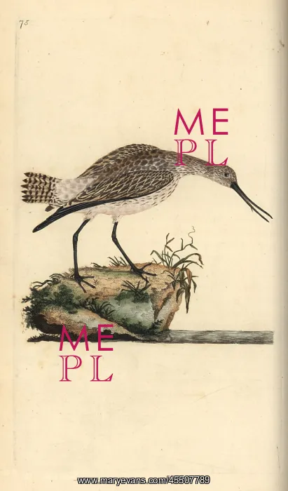 : Bar-tailed godwit, Limosa lapponica : Bar-tailed godwit, Limosa lapponica