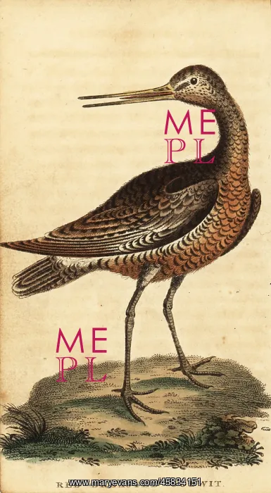 : Bar-tailed godwit, Limosa lapponica : Bar-tailed godwit, Limosa lapponica